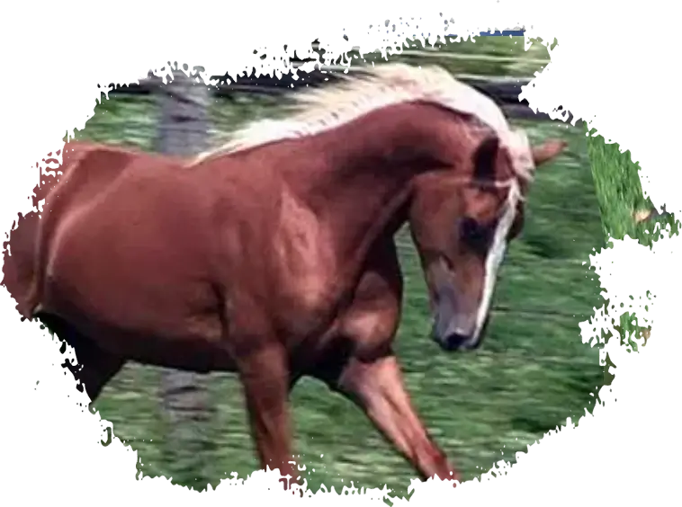 A horse running in the grass with trees behind it.